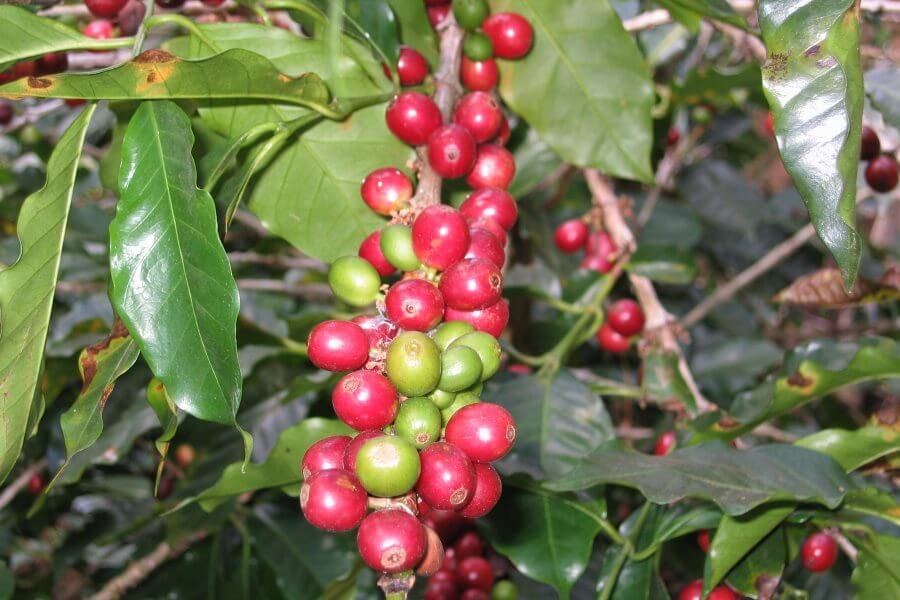 Kaffeekirschen am Baum